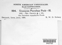 Uromyces psoraleae image
